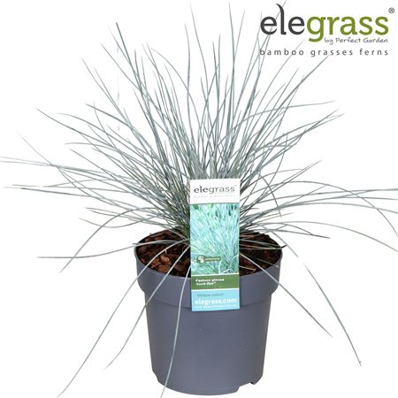 Festuca Glauca Azura Blue