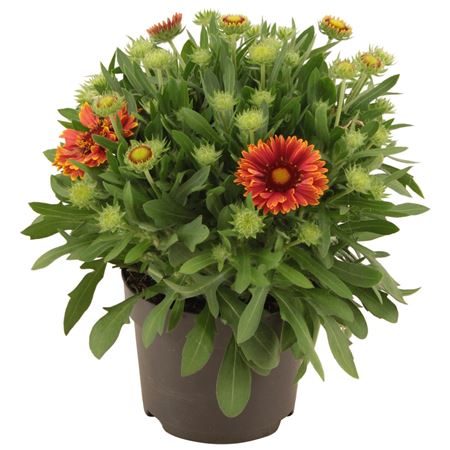 Gaillardia Spin Top Yellow Touch