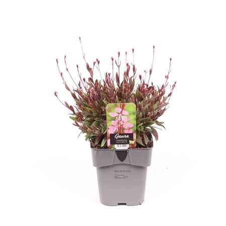 Gaura Lindheimeri Tutti Frutti