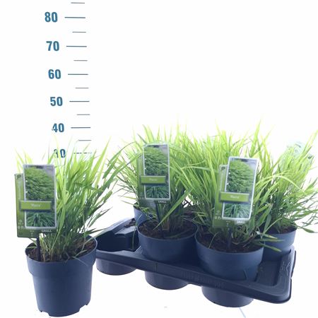 Hakonechloa Macra