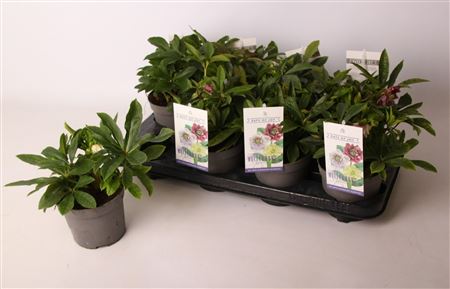 Helleborus Orientalis Mix