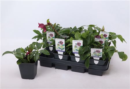 Helleborus Orientalis Mix