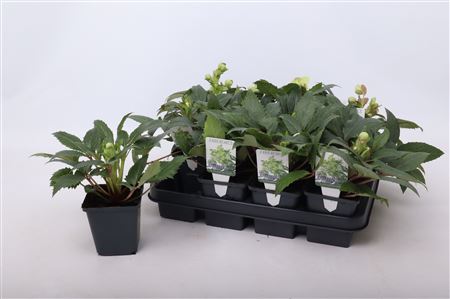 Helleborus Sternii