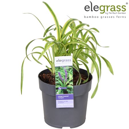 Liriope Muscari Variegata