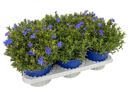 Lithodora Diffusa