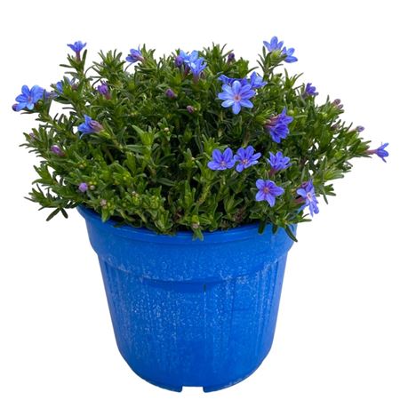 Lithodora Diffusa