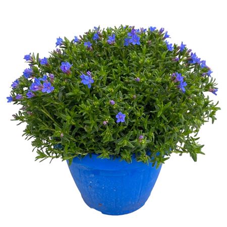 Lithodora Diffusa