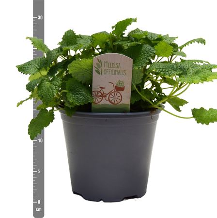 Melissa Officinalis