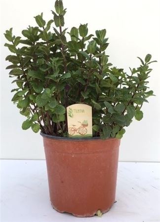 Mentha Spicata Maroc