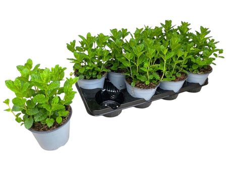 Mentha Spicata Maroc Bush
