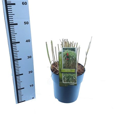 Miscanthus Sin Giganteus