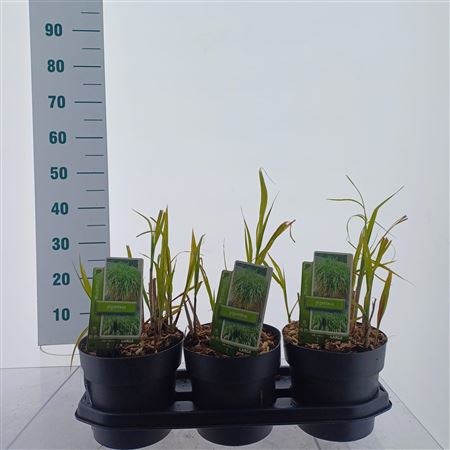 Miscanthus Sin Giganteus