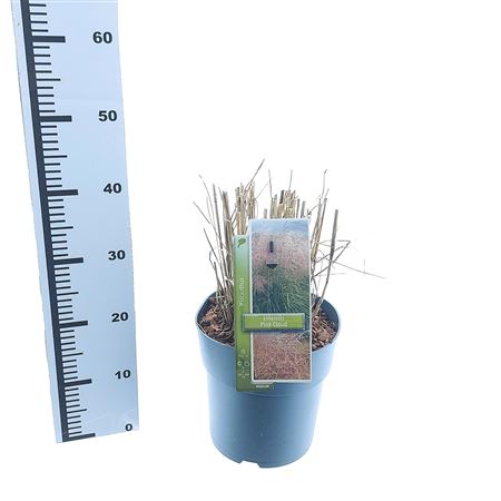 Miscanthus Sin Pink Cloud