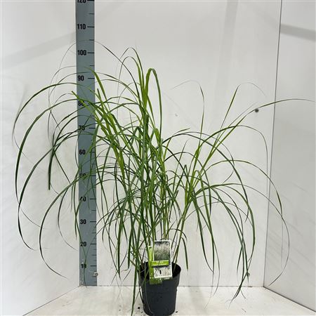 Miscanthus Sin Herman Mussel