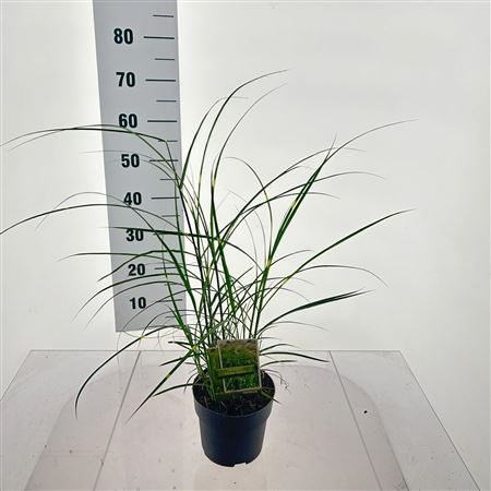 Miscanthus Sin Little Zebra