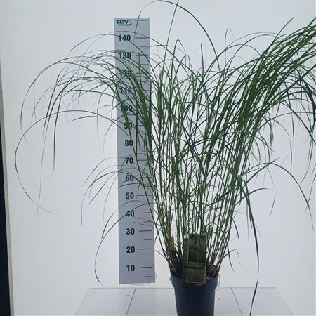 Miscanthus Sin Herman Mussel