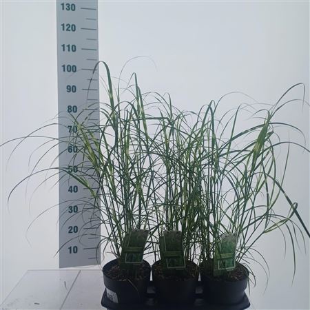 Miscanthus Sin Little Zebra