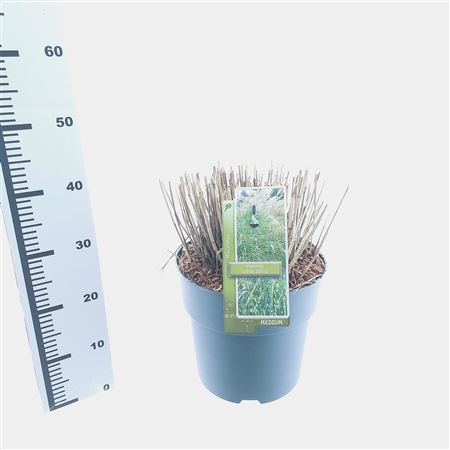 Miscanthus Sin Little Zebra