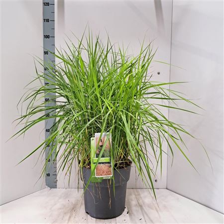 Miscanthus Sin Pink Cloud