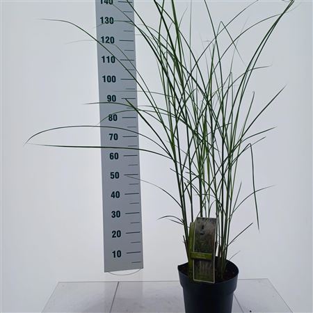 Miscanthus Sin Vanilla Sky