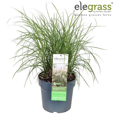 Miscanthus Sinensis Cute One