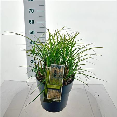 Miscanthus Sin Serengeti