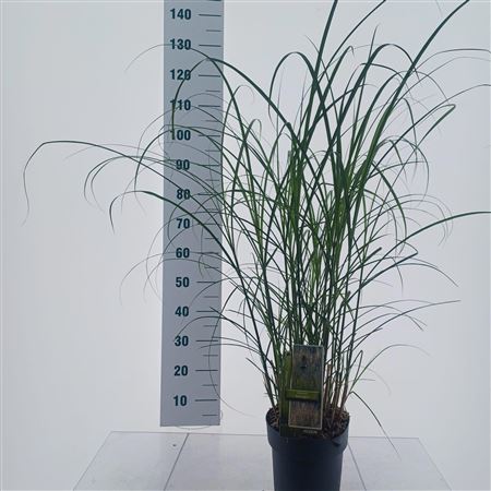 Miscanthus Sin Serengeti