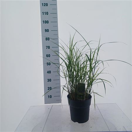 Miscanthus Sin Strictus Dwarf