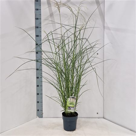 Miscanthus Sin Vanilla Sky