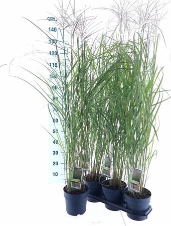 Miscanthus Sin Purple Falls