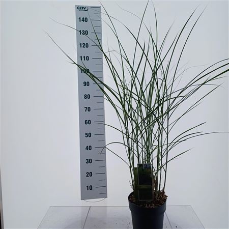 Miscanthus Sin Gracillimus