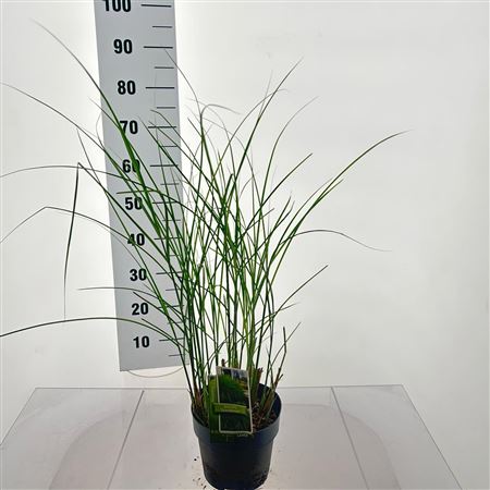 Miscanthus Sin Gracillimus