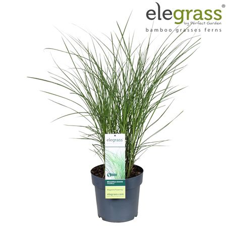 Miscanthus Sin Gracillimus