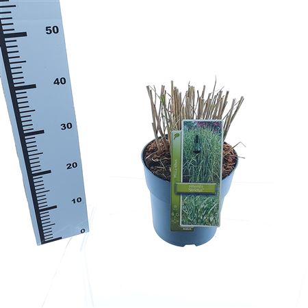 Miscanthus Sin Strictus