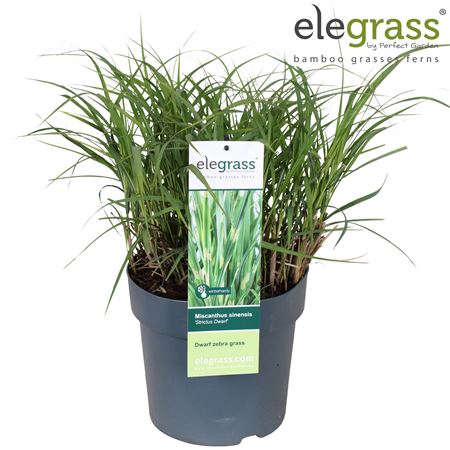 Miscanthus Sin Strictus Dwarf
