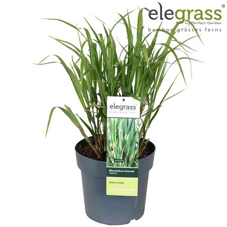 Miscanthus Sinensis Strictus