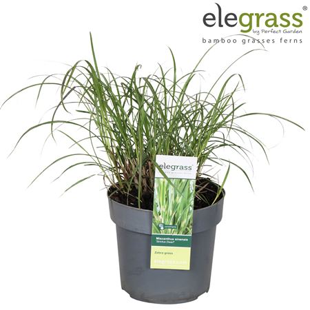 Miscanthus Sinensis Strictus Dwarf