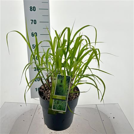 Miscanthus Sin Zebrinus