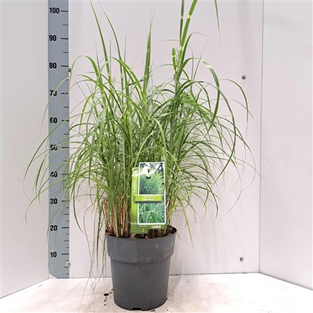 Miscanthus Sin Zebrinus