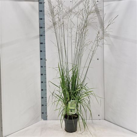 Molinia Arundinacea Transparent