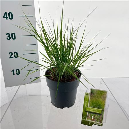 Molinia Caerulea Edith Dudszus