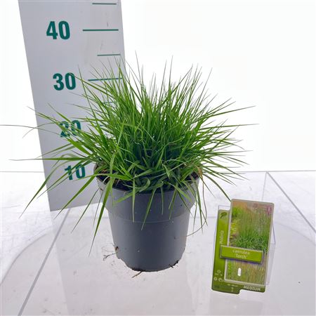 Molinia Caerulea Torch