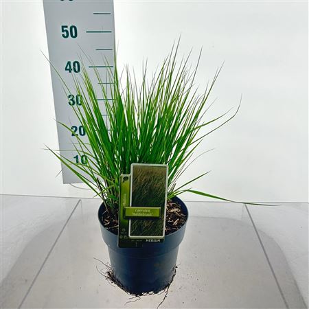Molinia Caerulea Heidebraut