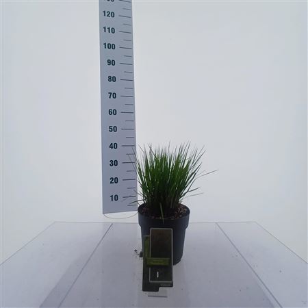 Molinia Caerulea Heidebraut