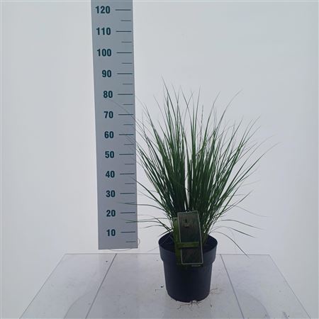 Molinia Caerulea Heidebraut