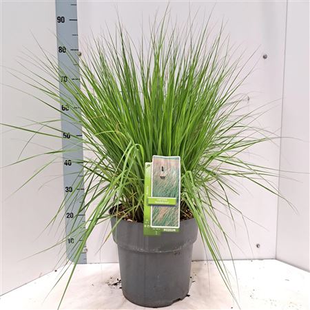 Molinia Caerulea Heidebraut