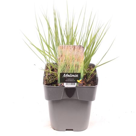 Molinia Caerulea Heidebraut