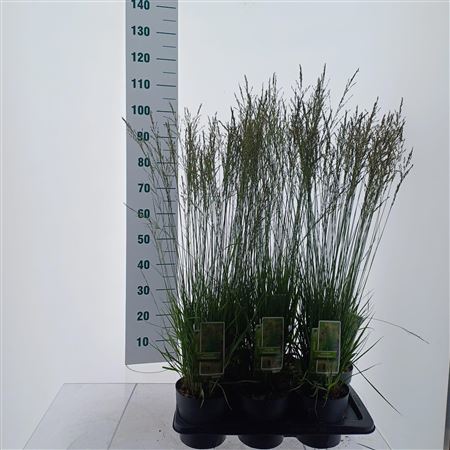 Molinia Caerulea Moorflamme