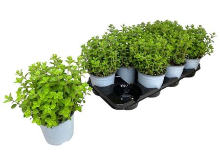 Origanum Vulgare Bush
