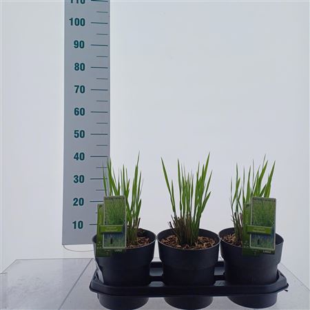 Panicum Virgatum Northwind